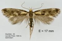 Denisia stipella