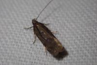 Chionodes distinctella