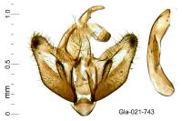 Crassa tinctella