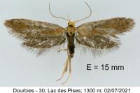 Crassa tinctella