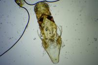Chionodes distinctella