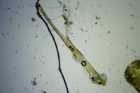 Chionodes distinctella