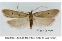 Acompsia antirrhinella