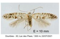 Argyresthia fundella