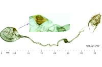 Cedestis subfasciella