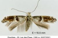 Cedestis subfasciella