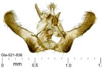 Epinotia tedella