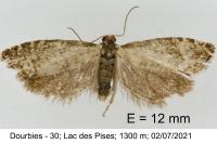 Epinotia tedella