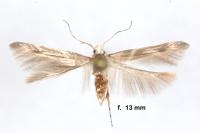 Palumbina guerinii