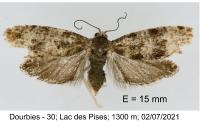 Epinotia rubiginosana
