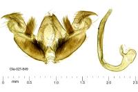Stenoptilia