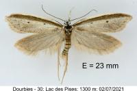 Pleurota bicostella