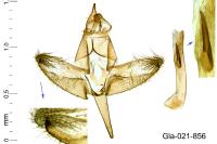 Batia lambdella