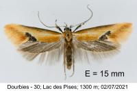 Batia lambdella