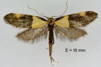 Oecophora bractella