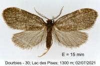 Psyche casta