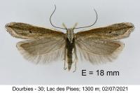 Sophronia semicostella