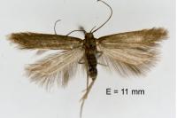 Monochroa bronzella
