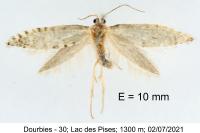 Argyresthia fundella