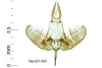 Ocnerostoma piniariella