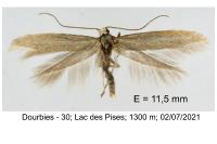 Ocnerostoma piniariella