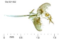 Ocnerostoma piniariella