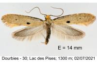 Tinea trinotella
