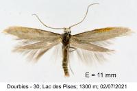 Ocnerostoma piniariella