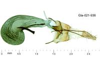 Rosetea rosetella