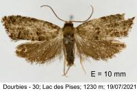 Epinotia nanana