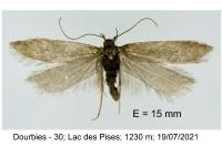 Bryotropha politella
