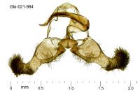 Dichrorampha vancouverana