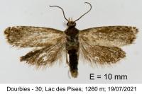 Dichrorampha vancouverana