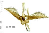 Glyphipterix thrasonella