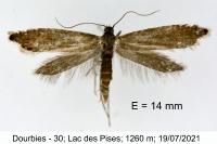 Glyphipterix thrasonella