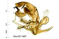 Bryotropha terrella