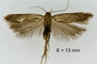 Bryotropha terrella
