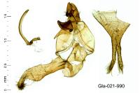 Scythris knochella