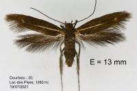 Scythris knochella