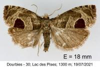 Notocelia uddmanniana