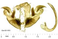 Stenoptilia stigmatodactyla
