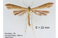 Stenoptilia stigmatodactyla