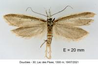 Pleurota bicostella