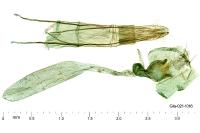 Crassa unitella