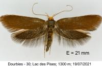 Crassa unitella