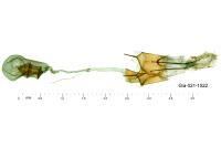 Bryotropha terrella