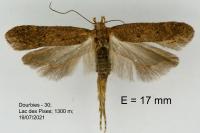 Bryotropha terrella