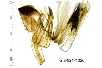 Teleiopsis diffinis