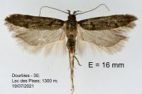 Teleiopsis diffinis