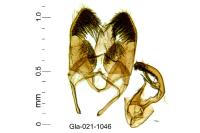 Infurcitinea roesslerella